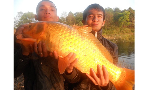 Cau duoc ca chep vang khong lo o Gia Lai hinh anh