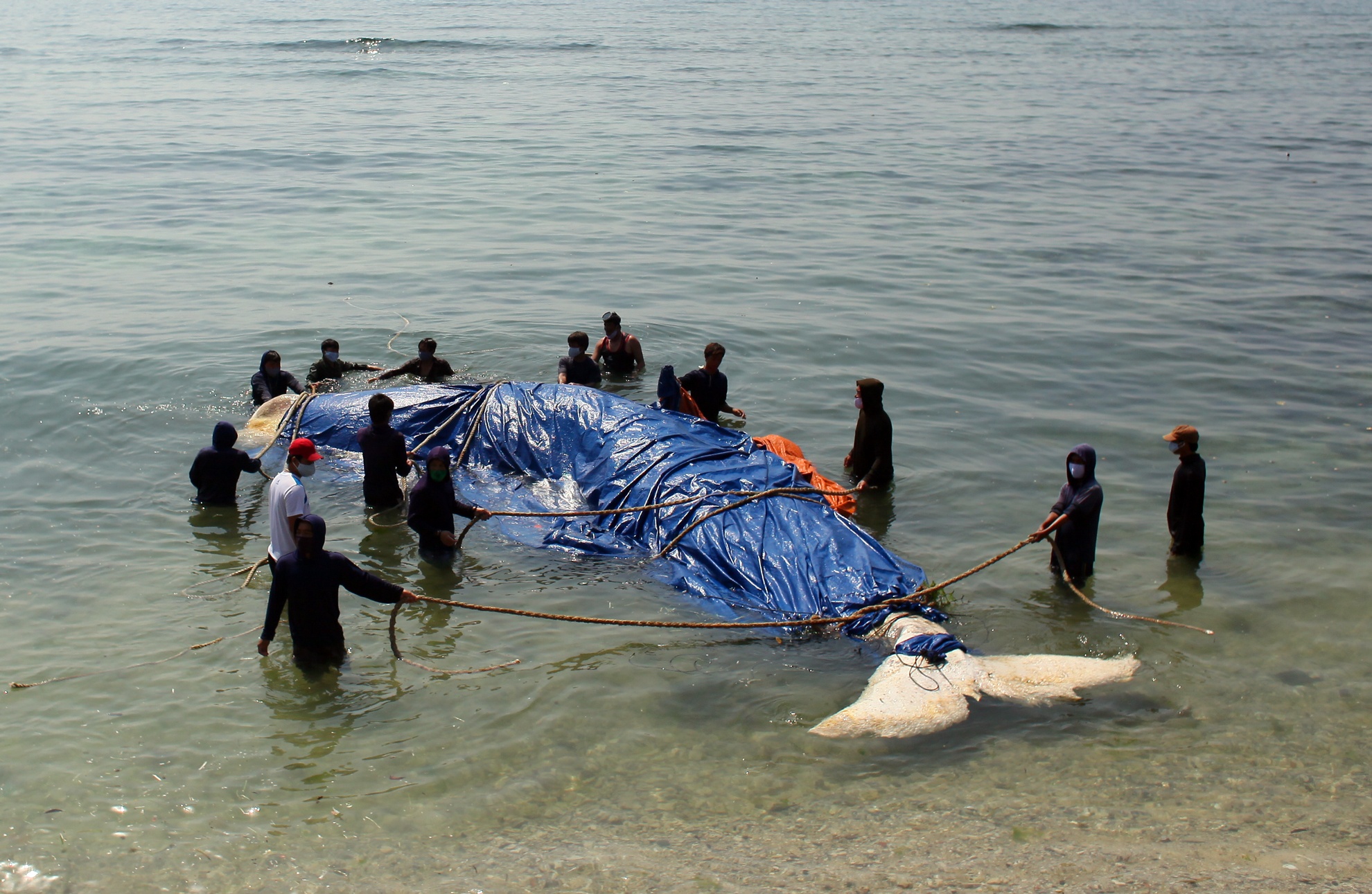 Lai dat ca voi 5 tan tu Truong Sa ve chon tai dao Ly Son hinh anh