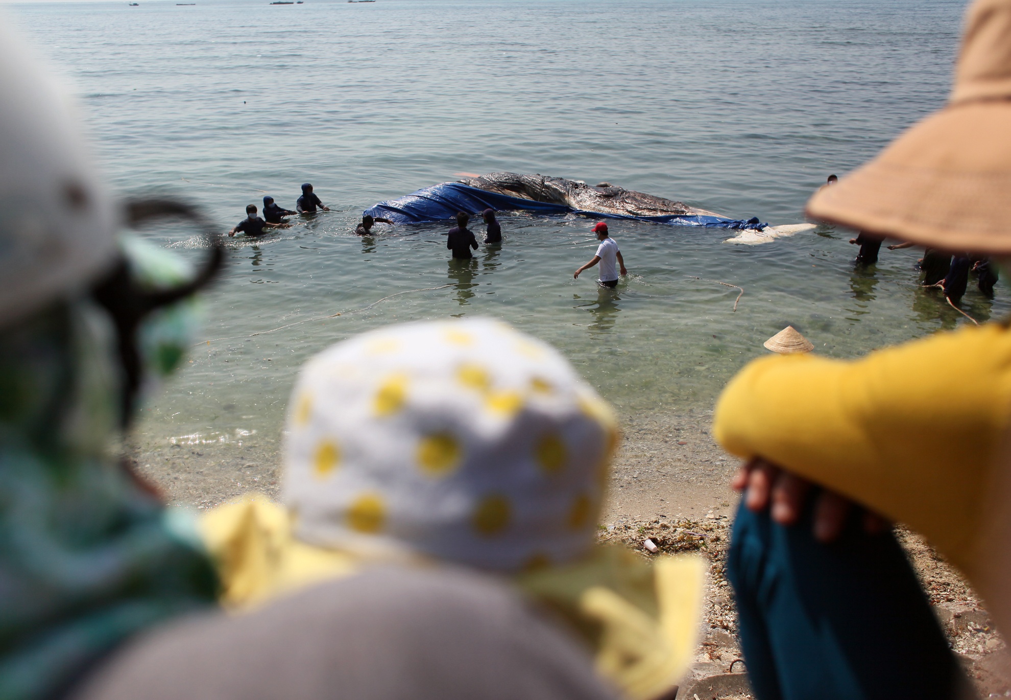 Theo quan niệm của các ngư dân: cá Ông là con vật rất linh thiêng, khi cá ông chết và dạt vào vùng nào thì sẽ đem lại may mắn cho vùng đất đó.