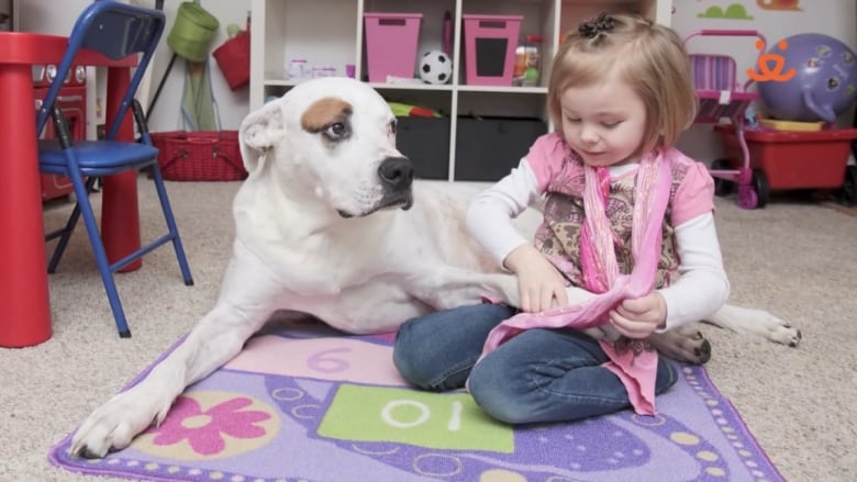 cam cho Pit bull o cac nuoc tren the gioi anh 3