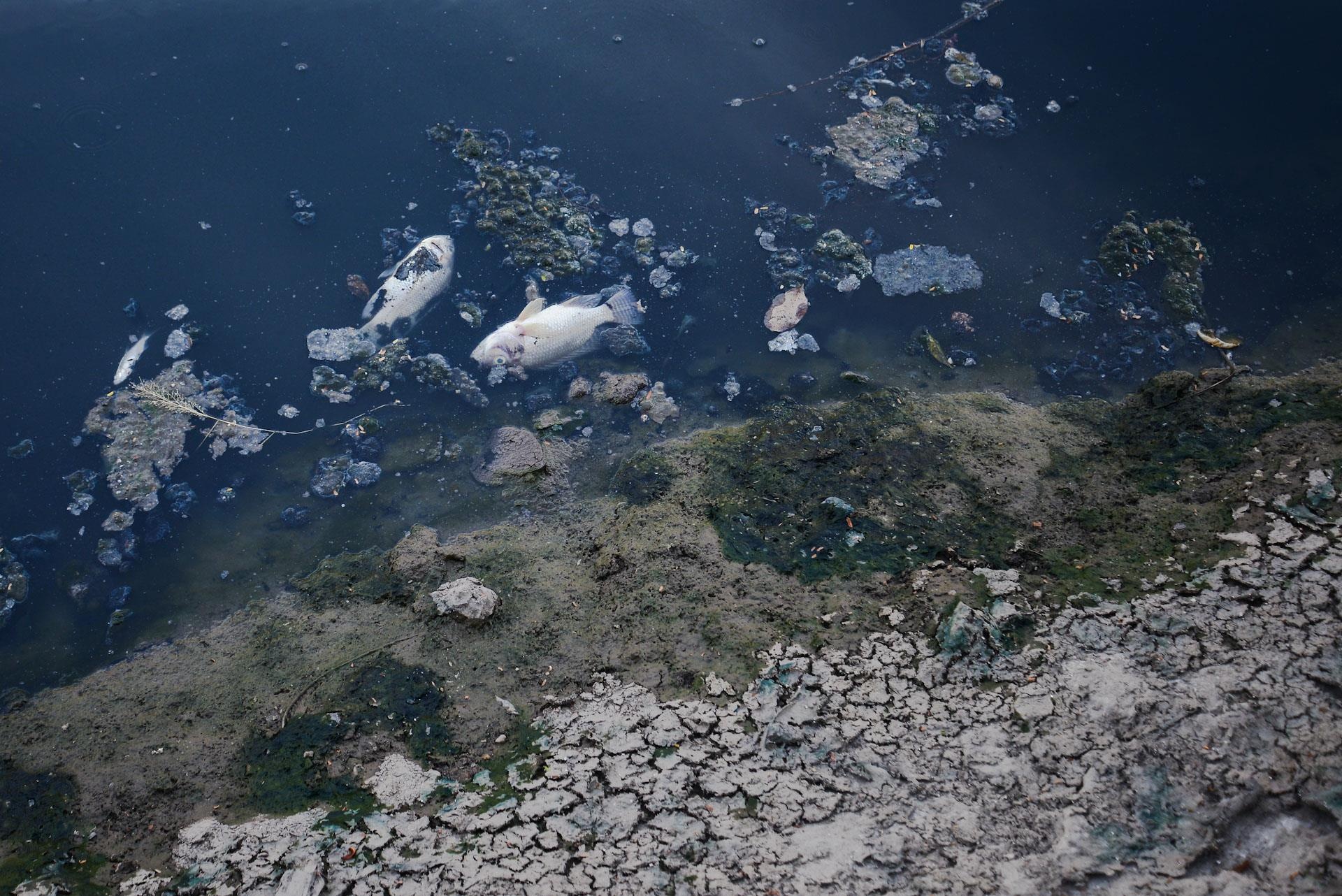 cá chết sông Tô Lịch ảnh 3 ca chet song To Lich anh 3