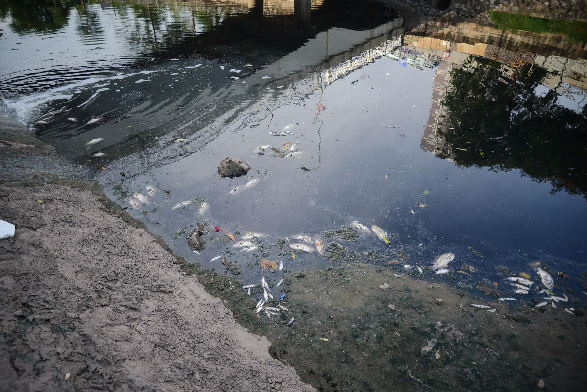 cá chết sông Tô Lịch ảnh 7 ca chet song To Lich anh 7