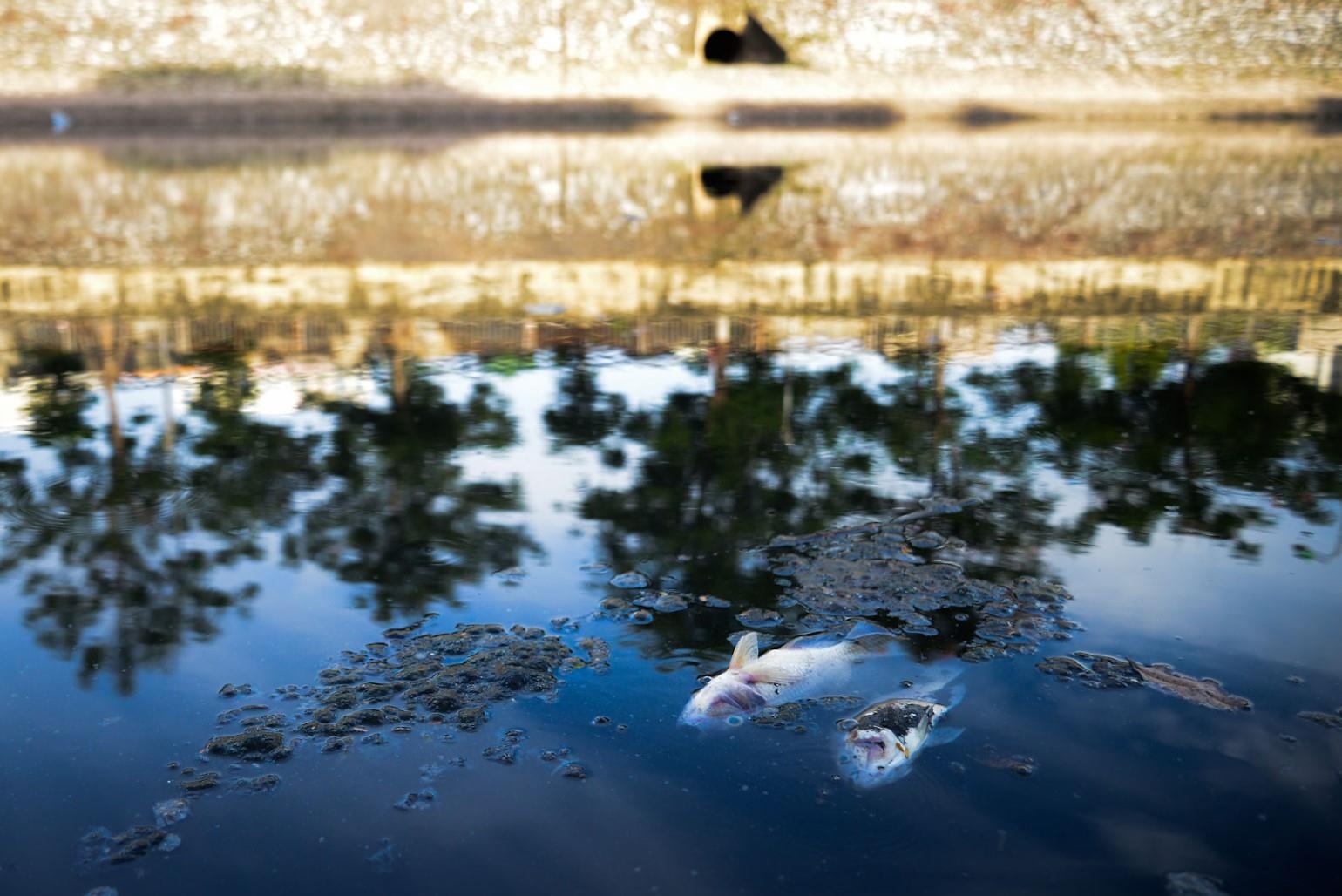 sông Tô Lịch, làm sạch Tô Lịch ảnh 2 song To Lich, lam sach To Lich anh 2