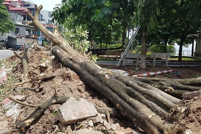 Ha Noi doi 100 cay hoa sua len trong o bai rac Nam Son de giam mui hinh anh