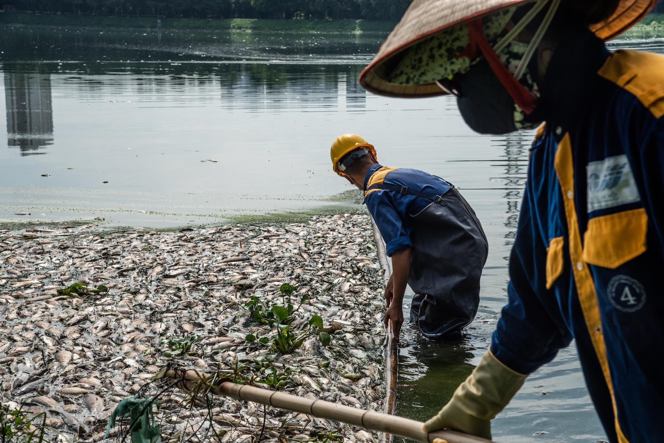 cá chết trên các hồ ở Hà Nội ảnh 1 ca chet tren cac ho o Ha Noi anh 1