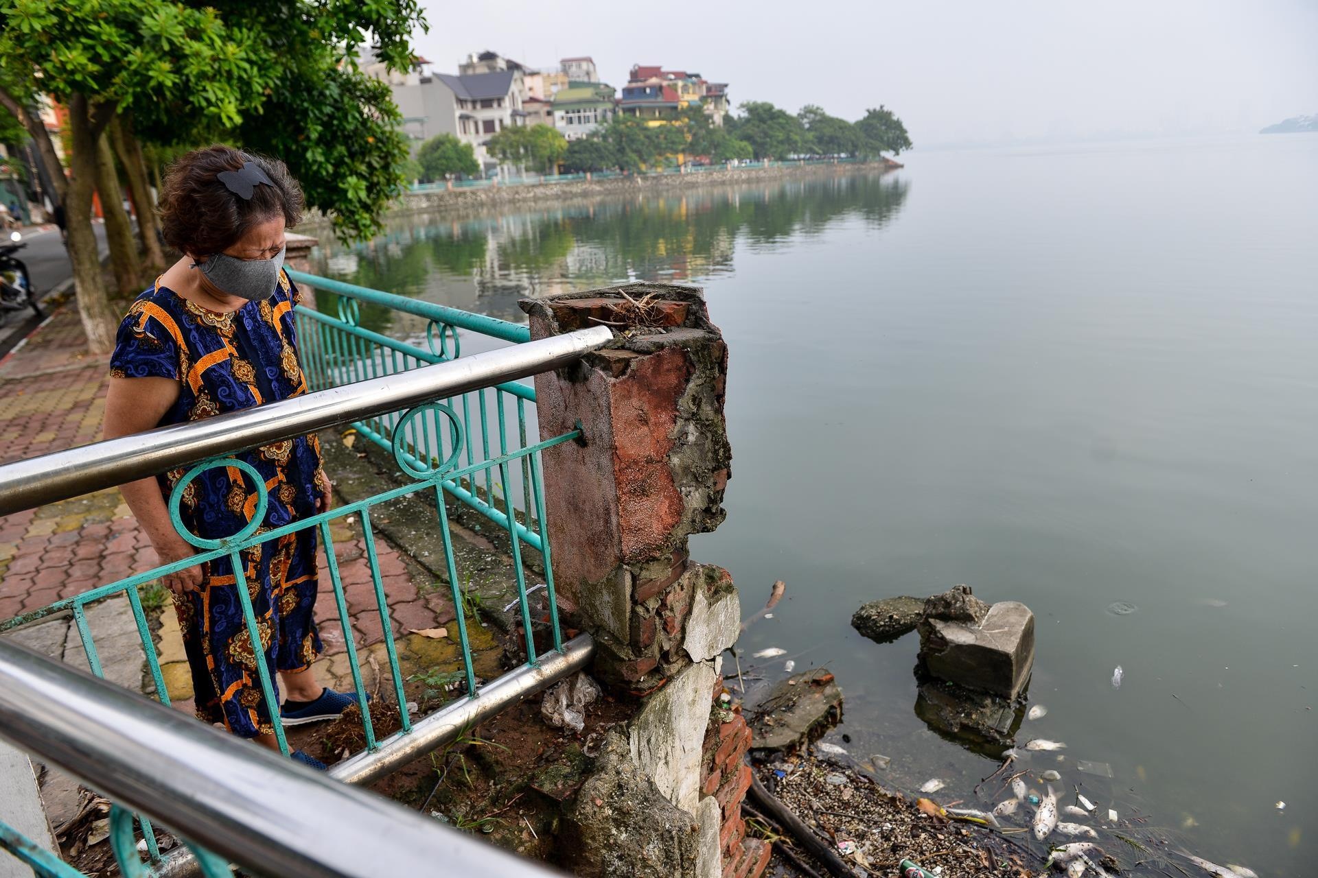 cá chết trên các hồ ở Hà Nội ảnh 2 ca chet tren cac ho o Ha Noi anh 2