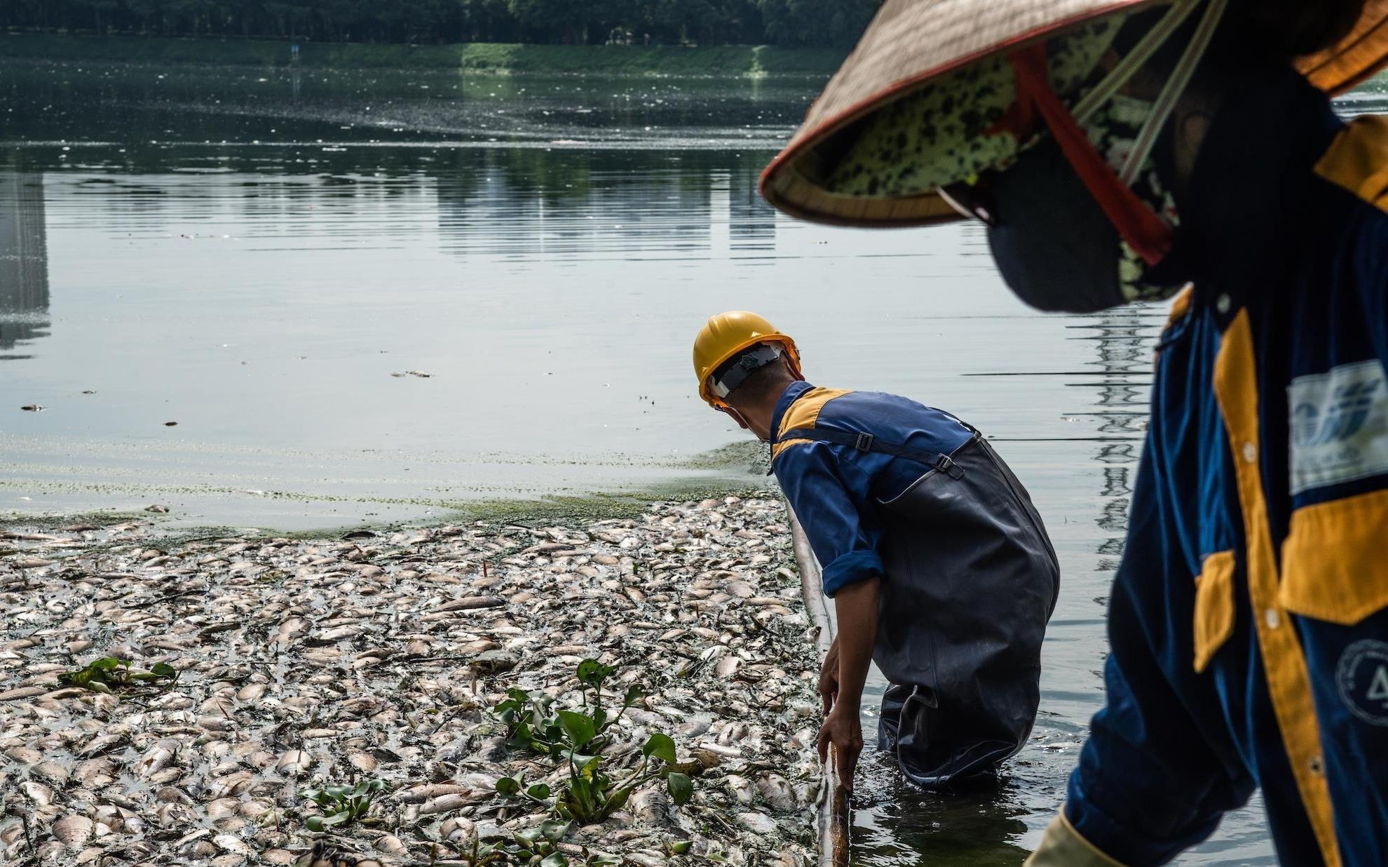 Vi sao ca chet lien tuc tren cac ho o Ha Noi? hinh anh