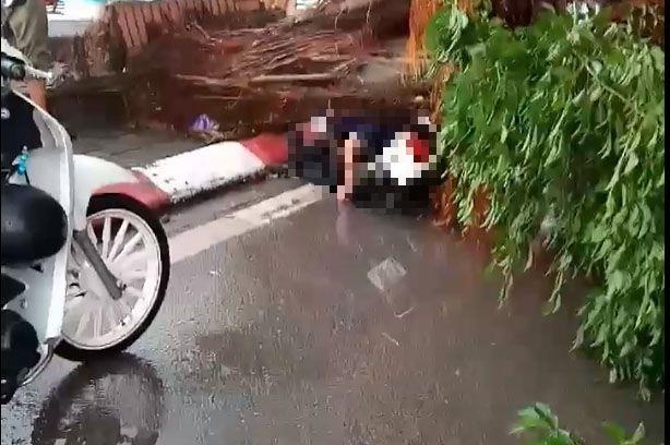 Giong loc quat do cay xanh khien mot nguoi tu vong hinh anh