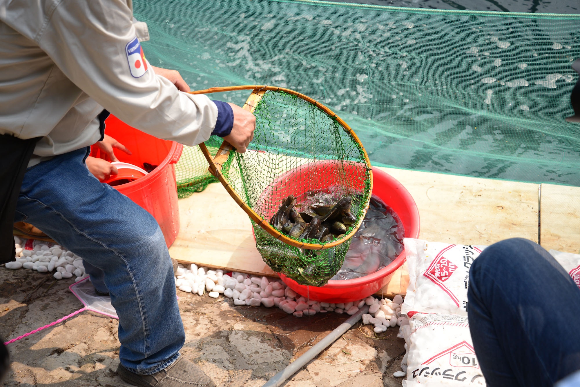 tha ca Koi Nhat Ban xuong song To Lich,  lam sach song To Lich cong nghe Nhat anh 4