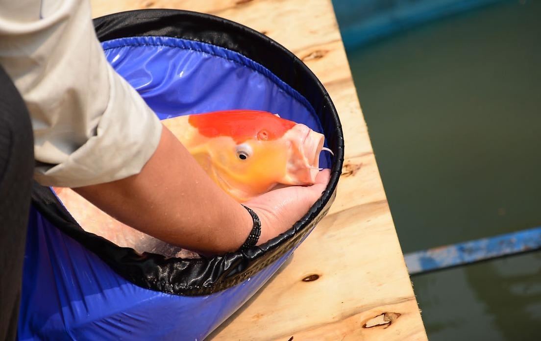 Tha hang chuc con ca Koi xuong song To Lich hinh anh