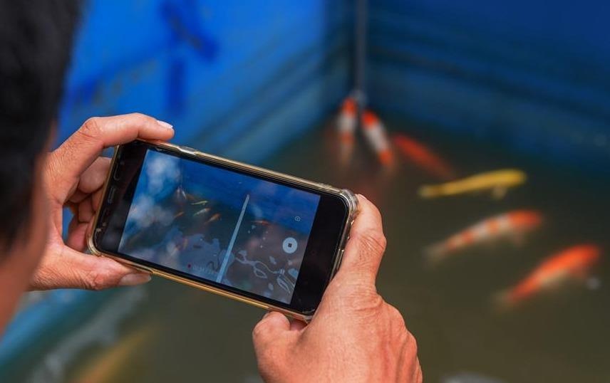 Ca Koi song To Lich chet co the do bi pha hoai hinh anh