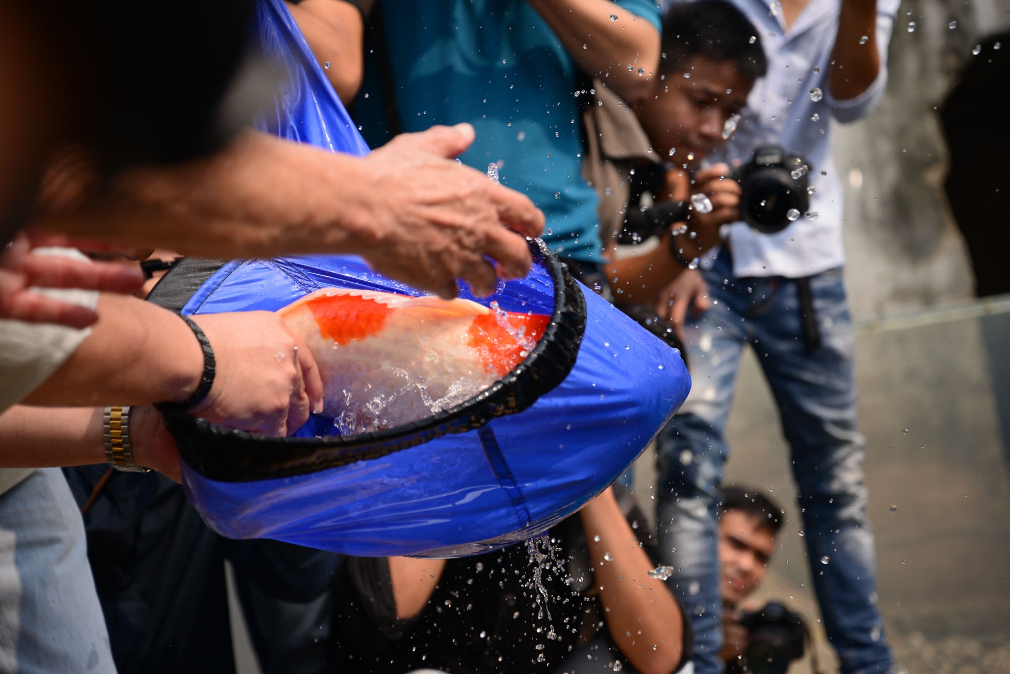 ca Koi chet song To Lich,  ca Koi chet ngo doc anh 2