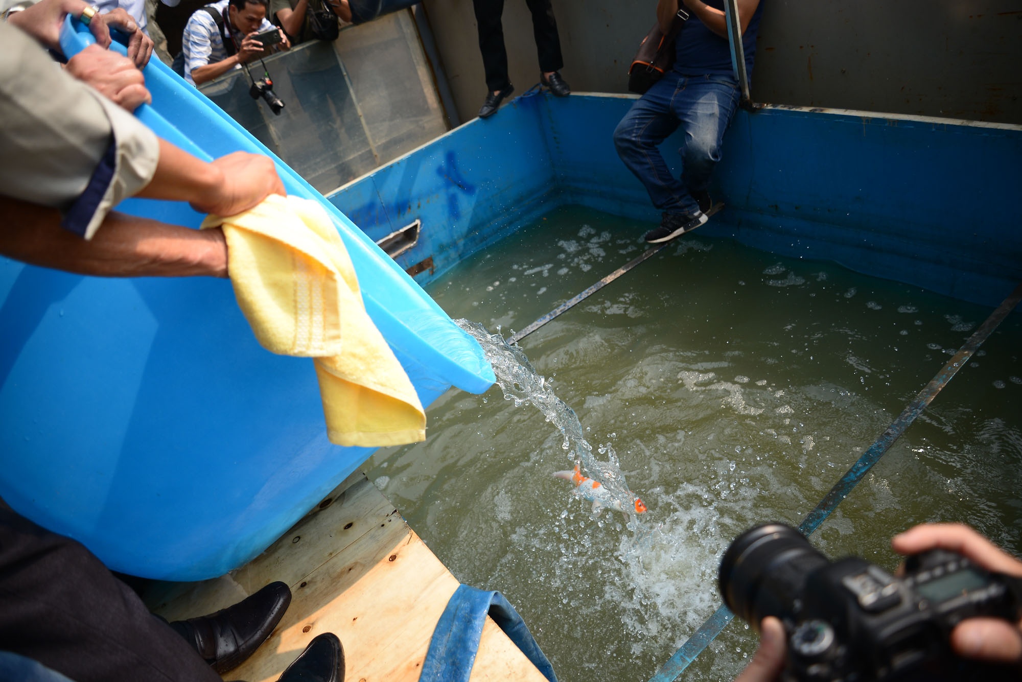 ca Koi chet song To Lich,  ca Koi chet ngo doc anh 1