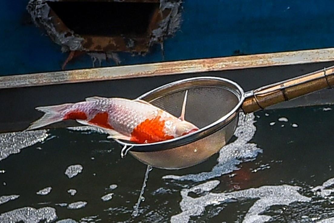 Bat dong nguyen nhan ca Koi song To Lich chet lien tuc hinh anh