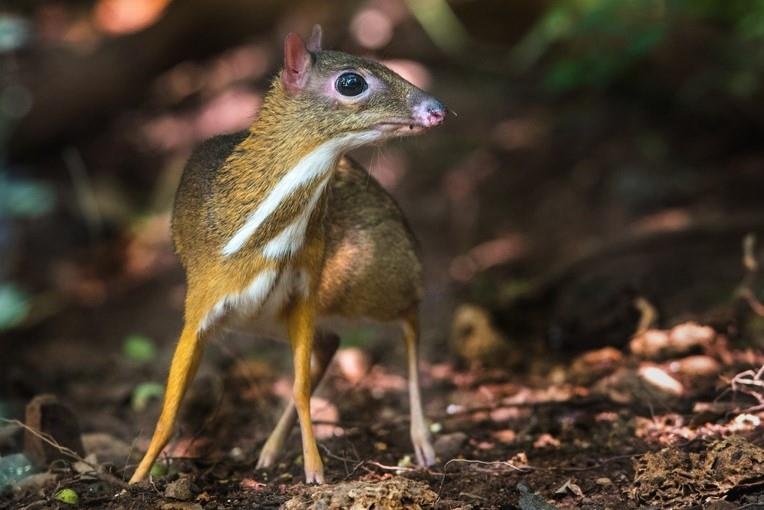 Vi sao cheo cheo bien mat o Viet Nam suot 30 nam? hinh anh