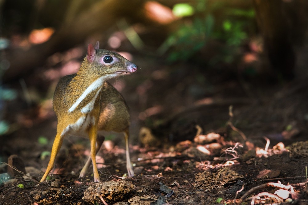 phát hiện con cheo cheo tại Việt Nam ảnh 3 phat hien con cheo cheo tai Viet Nam anh 3