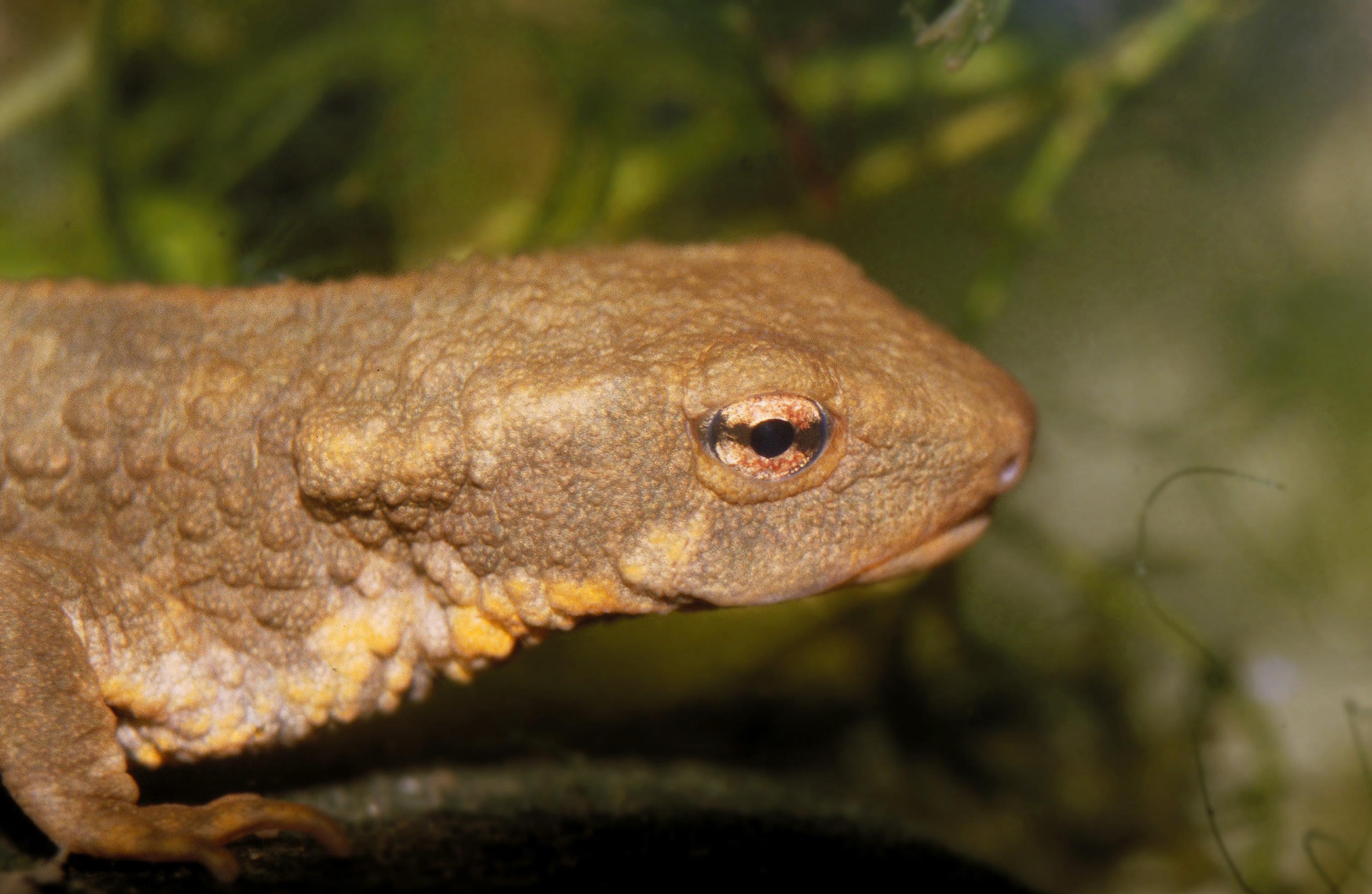 Loai ca la co chan vua phat hien o Cao Bang quy hiem nhu the nao? hinh anh