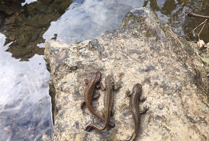 cá có chân ở Cao Bằng ảnh 1 ca co chan o Cao Bang anh 1