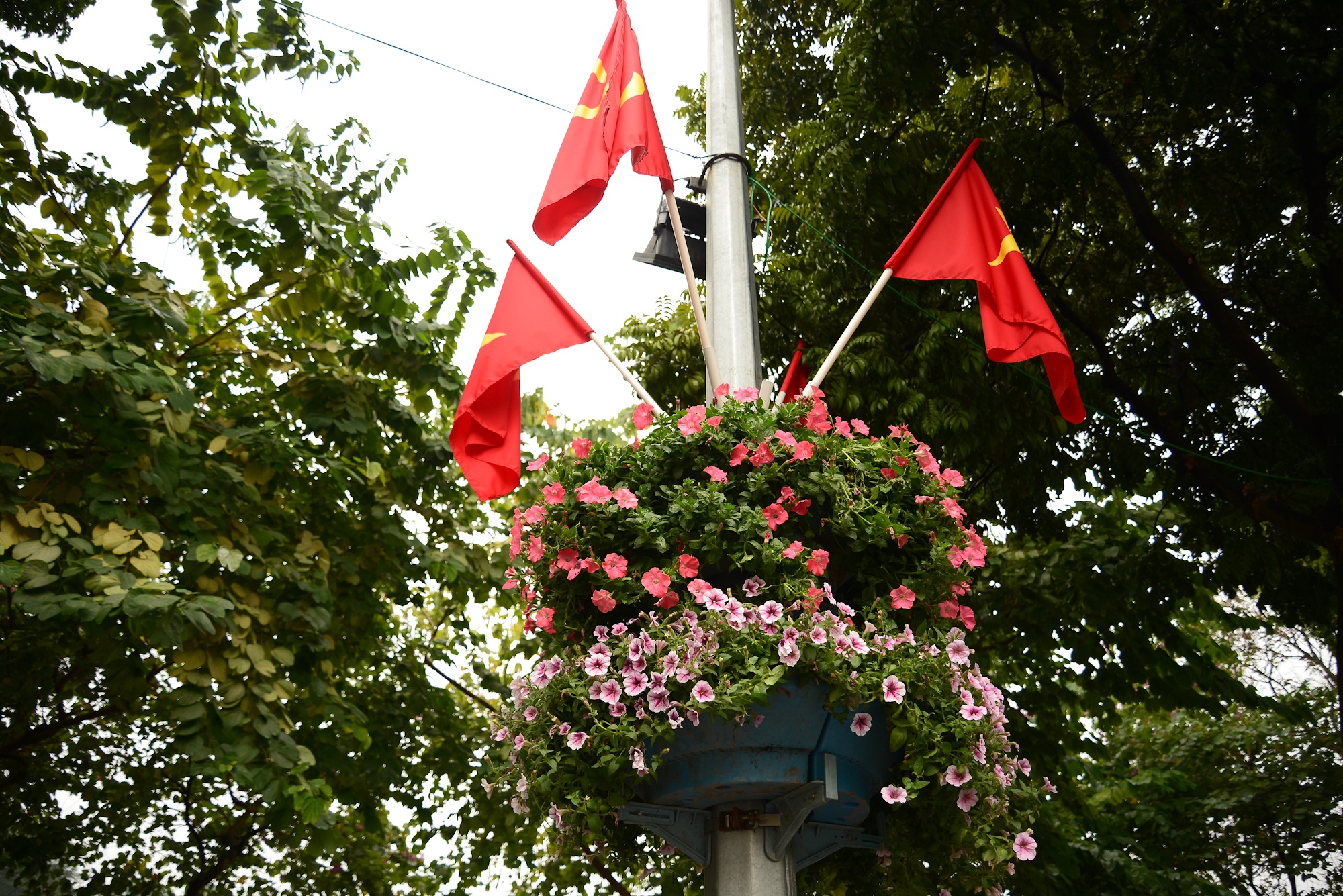 Ha Noi trong hoa trang tri Tet 2020 anh 6