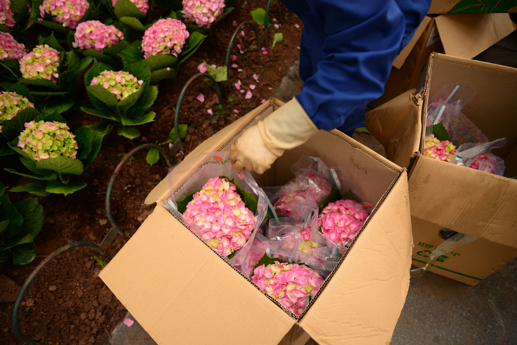 Ha Noi trong hoa trang tri Tet 2020 anh 3