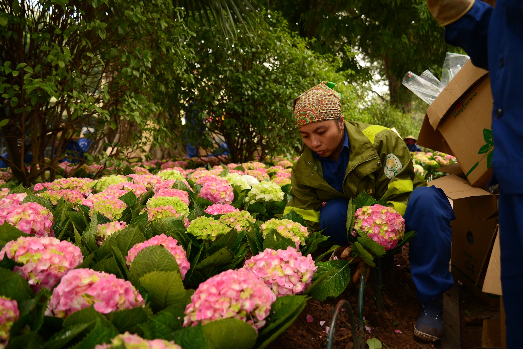 Ha Noi trong hoa trang tri Tet 2020 anh 1