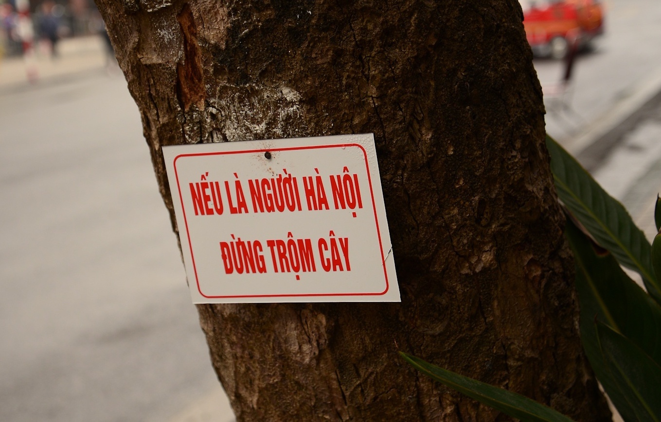 Ha Noi trong hoa don Tet, canh canh lo mat trom hinh anh