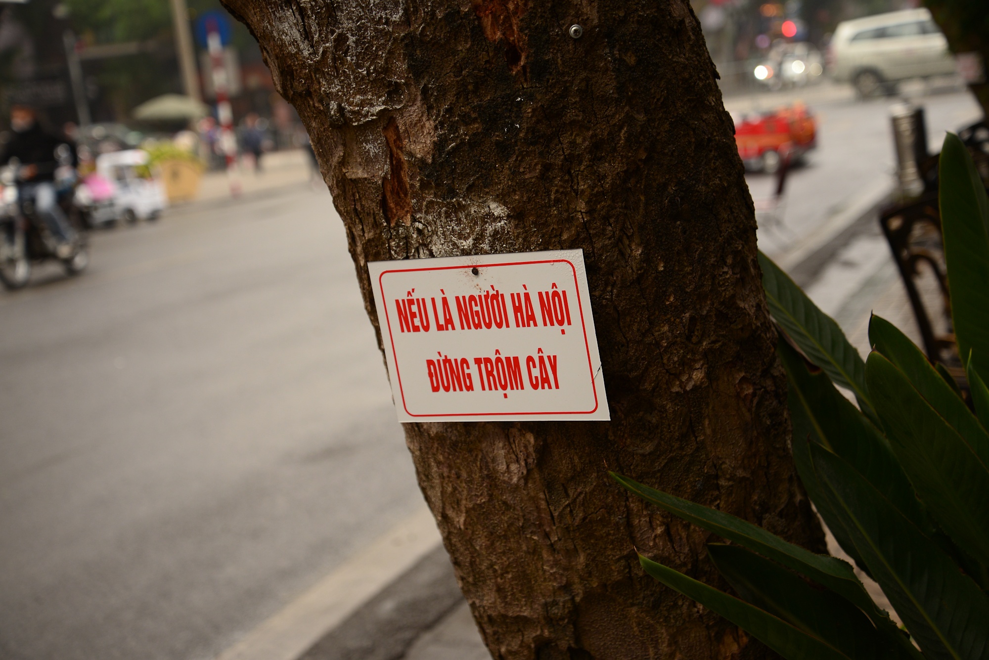 Ha Noi trong hoa trang tri Tet 2020 anh 8