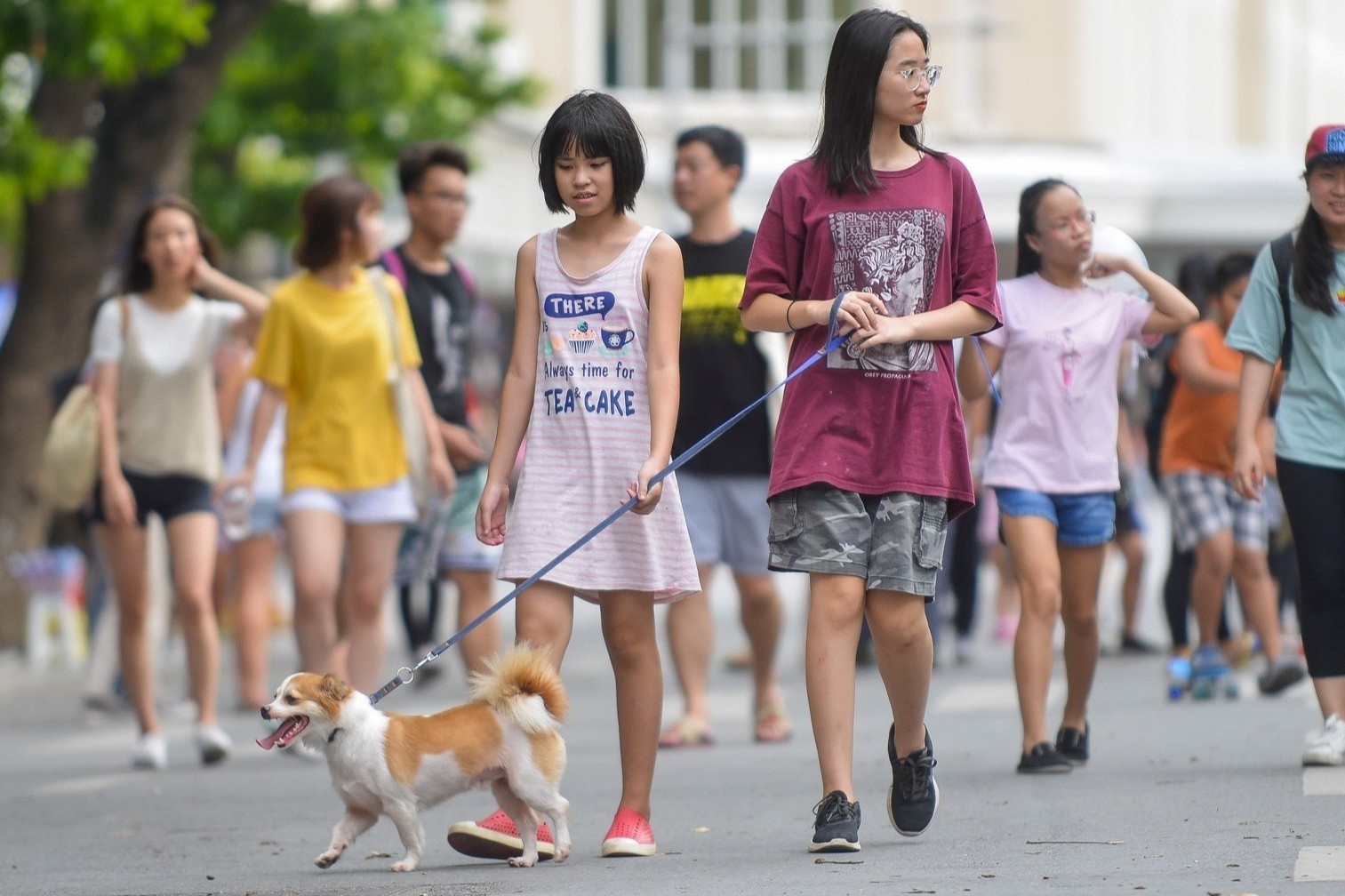 Ha Noi lay y kien nguoi dan ve viec cam cho, meo o pho di bo hinh anh