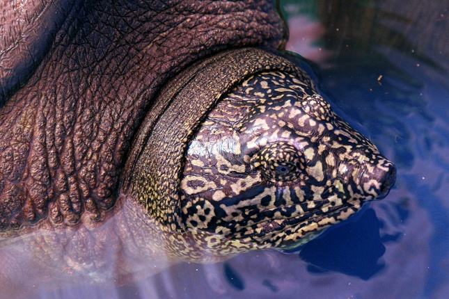 Xac dinh gioi tinh ca the cung loai voi rua Hoan Kiem tai ho Dong Mo hinh anh