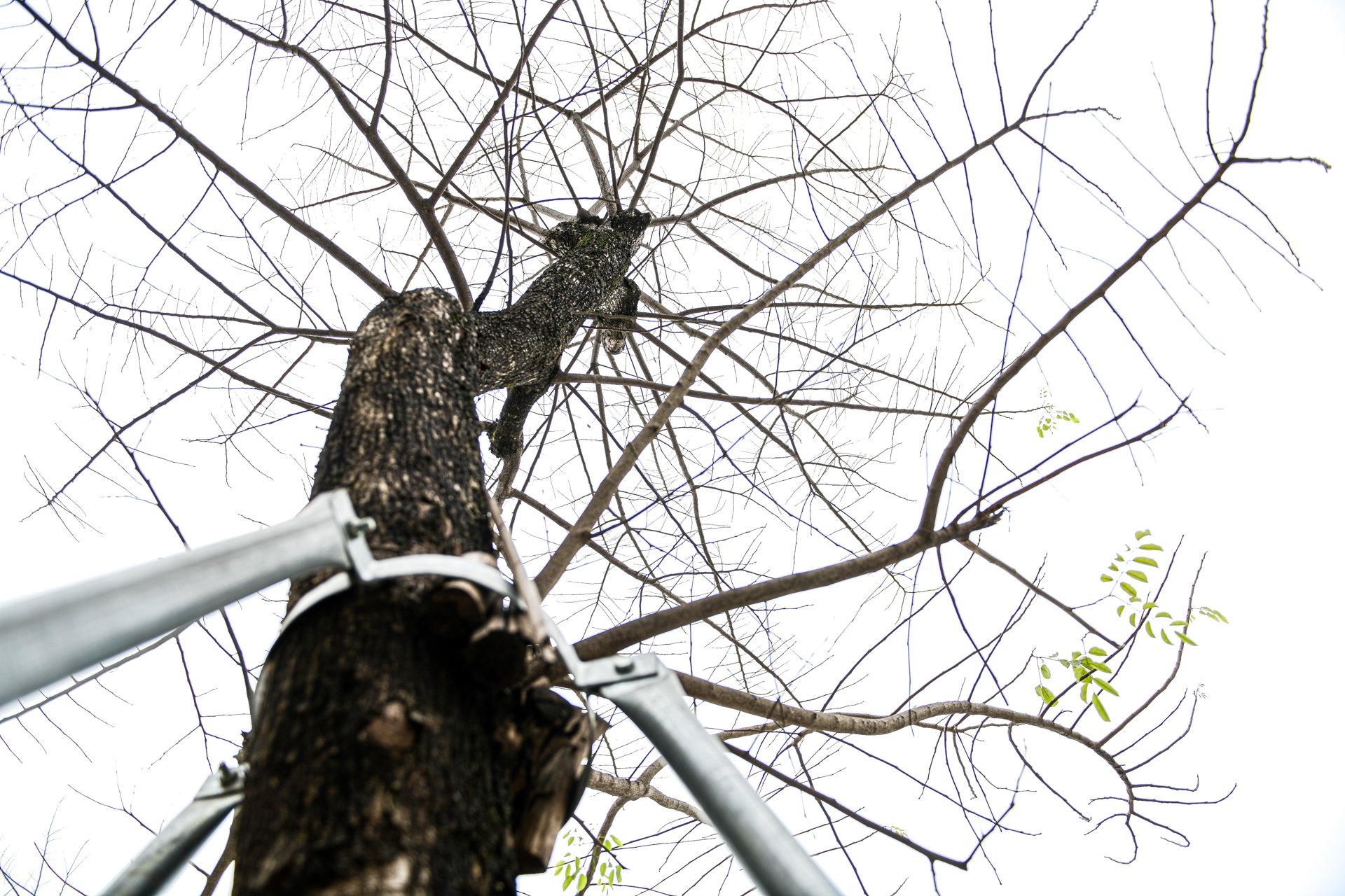 Cay sua, phong la do o Ha Noi heo kho hinh anh
