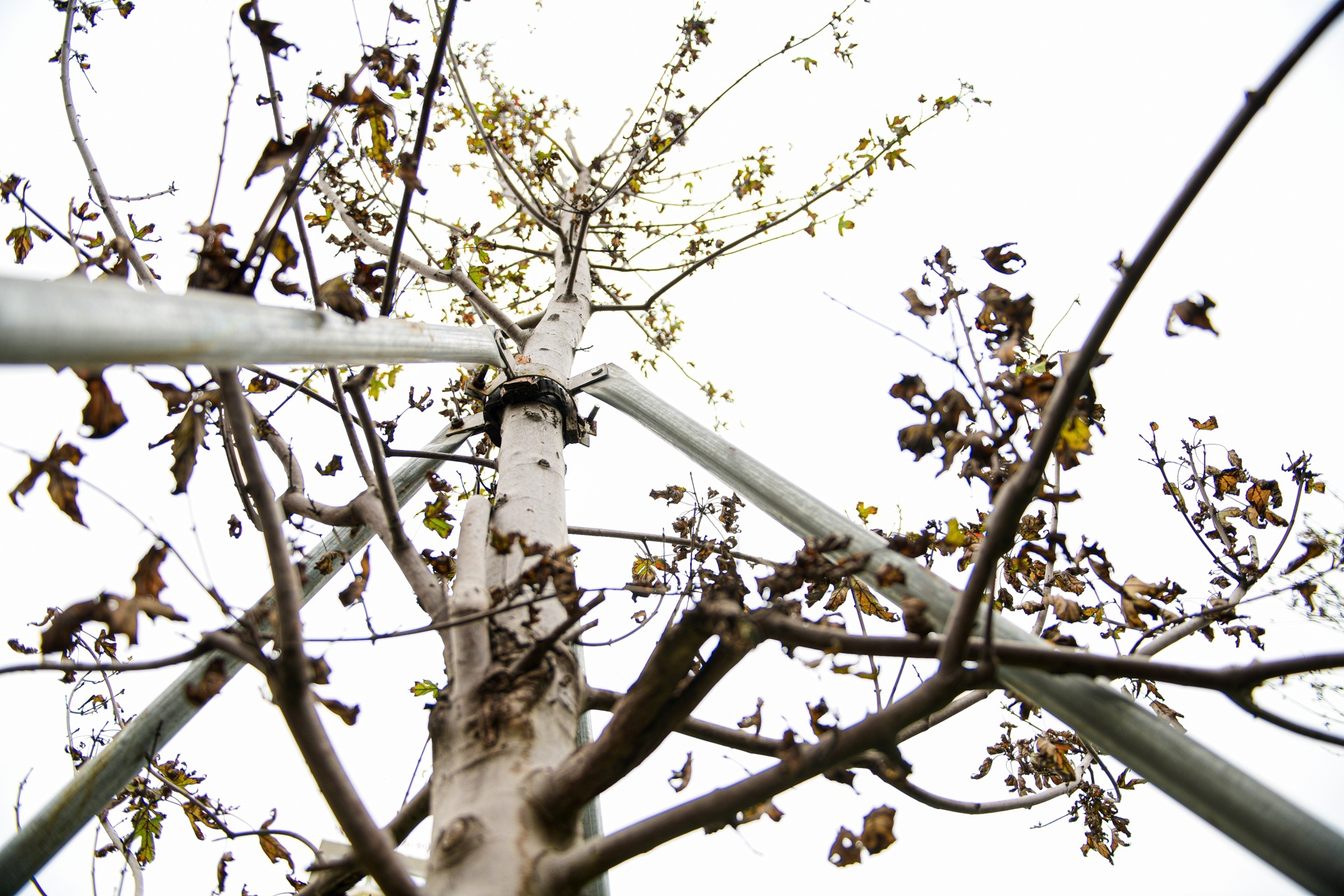 Vi sao cay phong o Ha Noi trui la? hinh anh