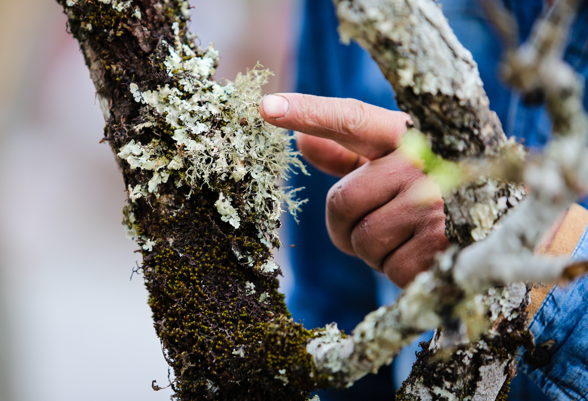 Cuc Quan ly thi truong Ha Noi: Kho phan biet dao rung voi dao trong hinh anh
