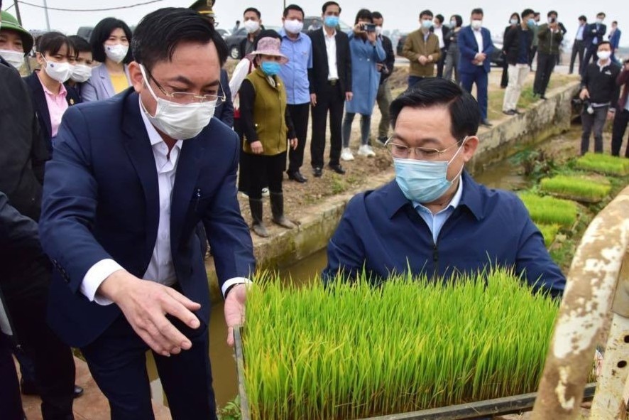 Bi thu Vuong Dinh Hue xuong dong cay lua hinh anh