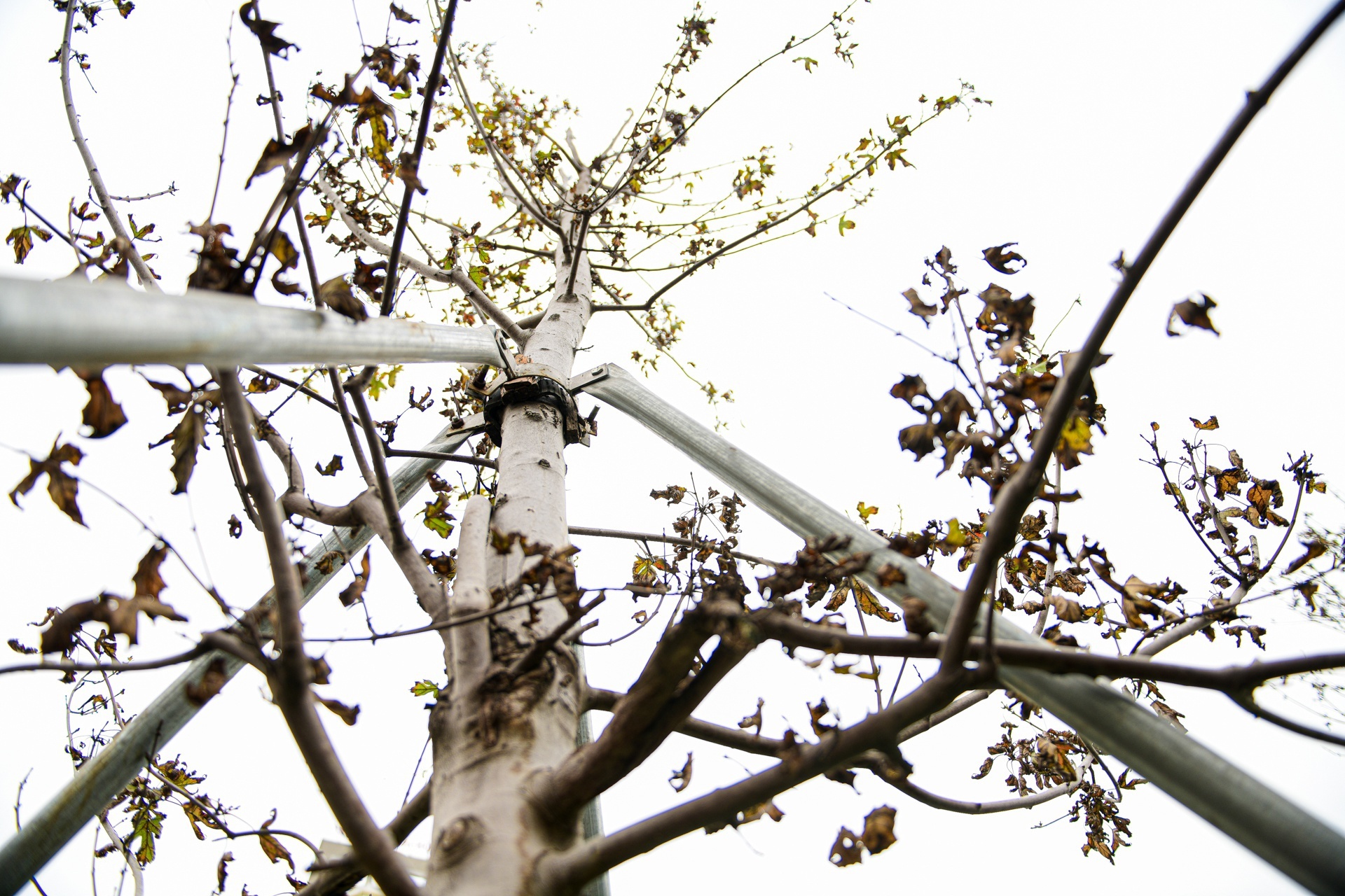 Thay toan bo hang phong la do 'cho chet' giua thu do hinh anh