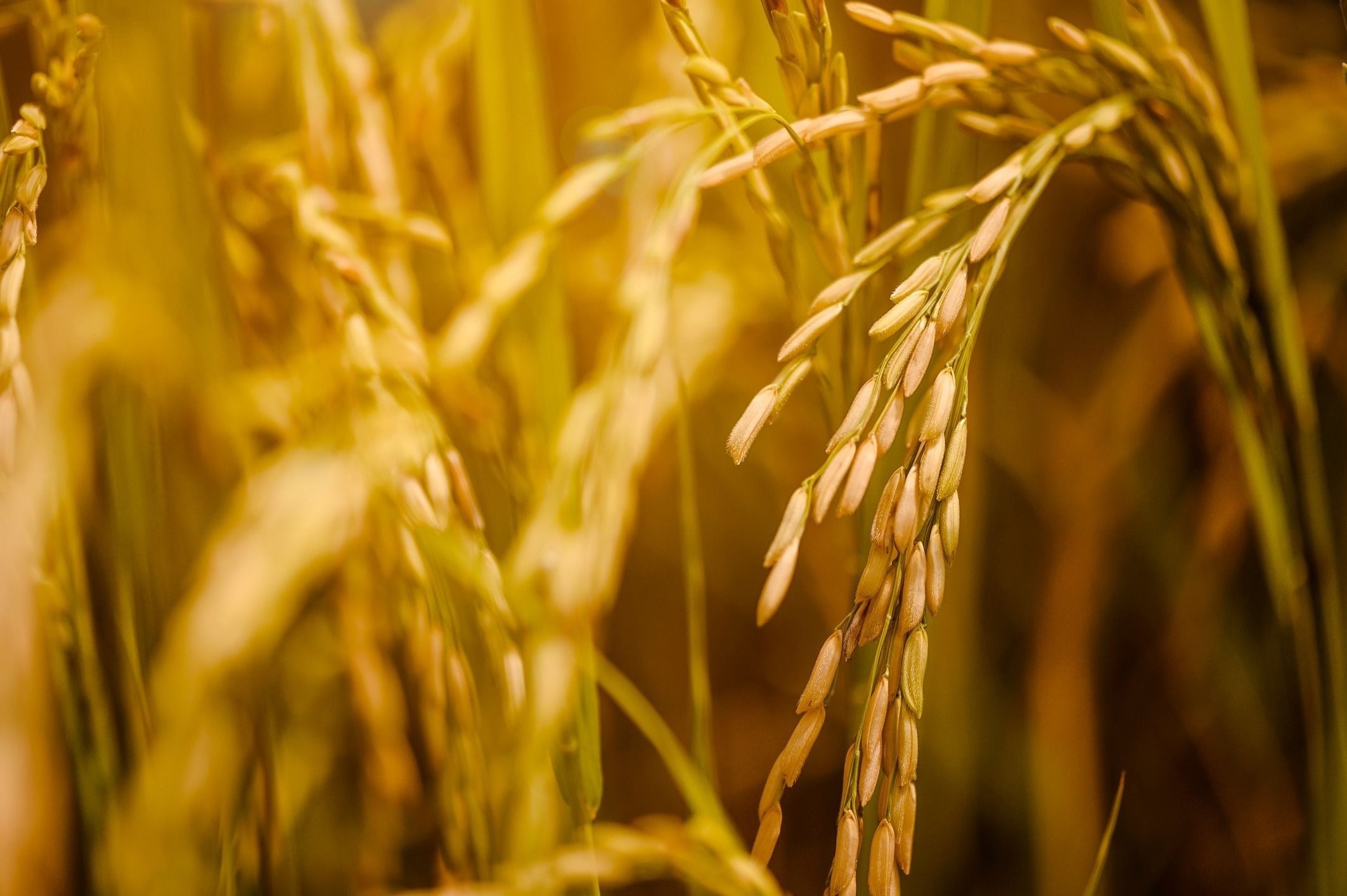 Viet Nam vuot Thai Lan thanh nuoc xuat khau gao thu 2 the gioi hinh anh