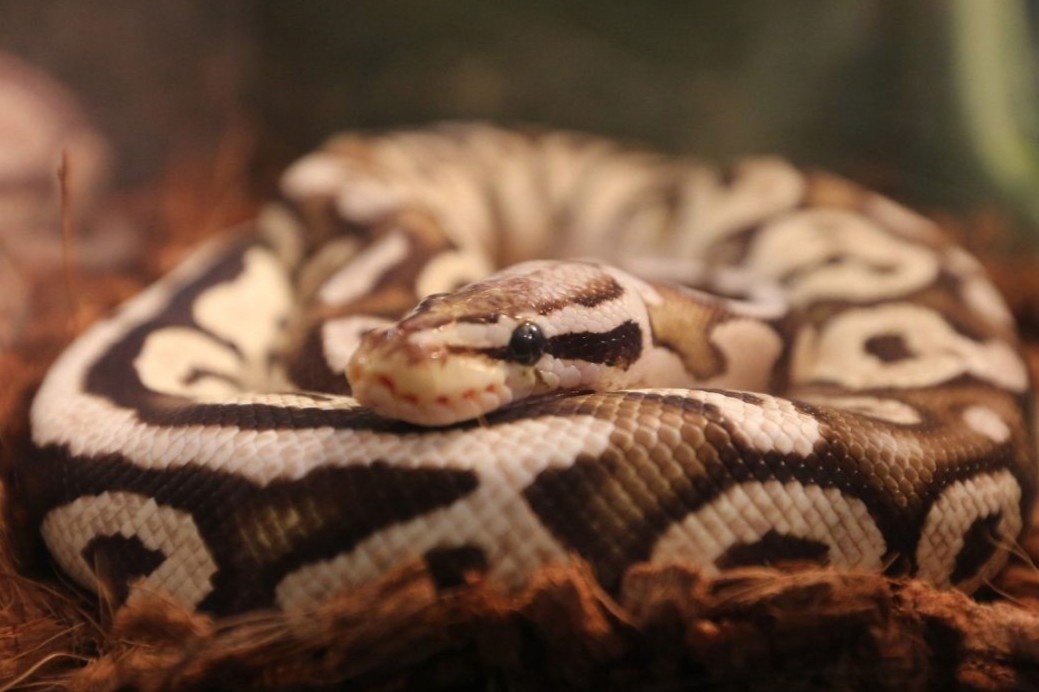 Tran hoang gia xong chuong gay so hai ca mot vung o Phap hinh anh