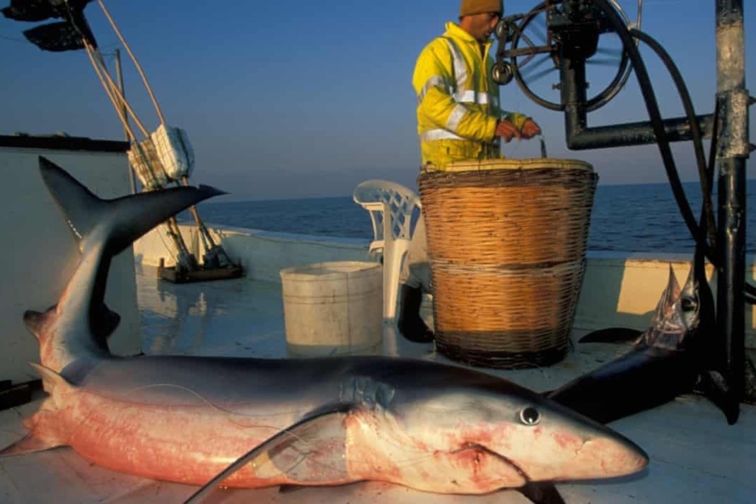 ‘Nhieu nguoi tuong dang an ca hoi, ca kiem nhung thuc ra la ca map’ hinh anh