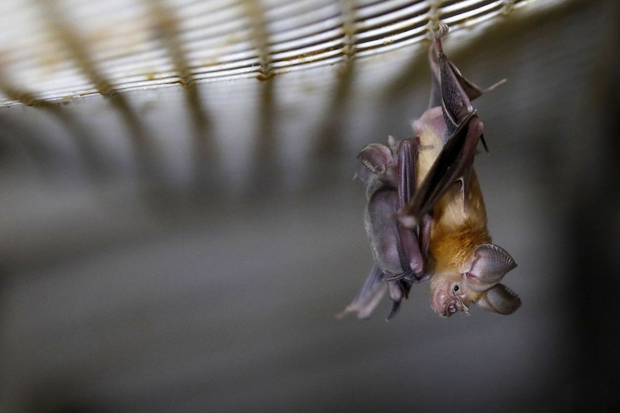 Phat hien moi ve chung virus corona gay benh Covid-19 hinh anh