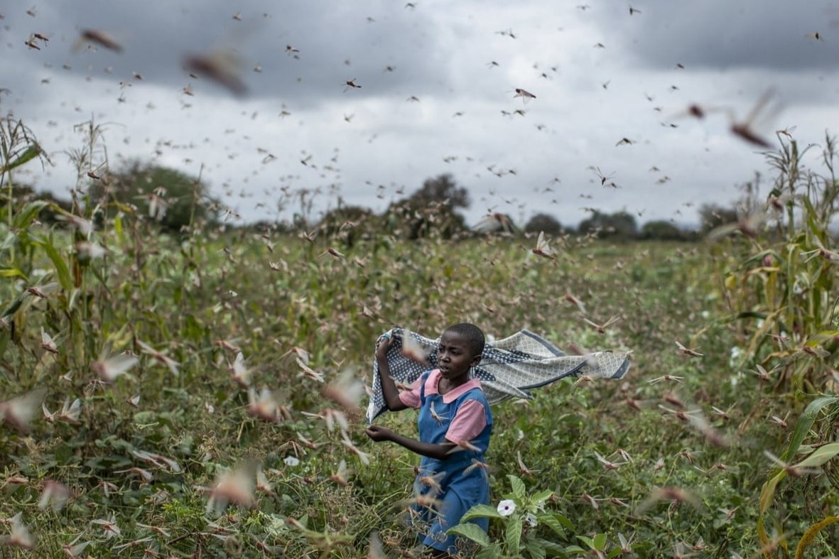Phat hien moi ve mui huong gay ra dai dich chau chau hinh anh