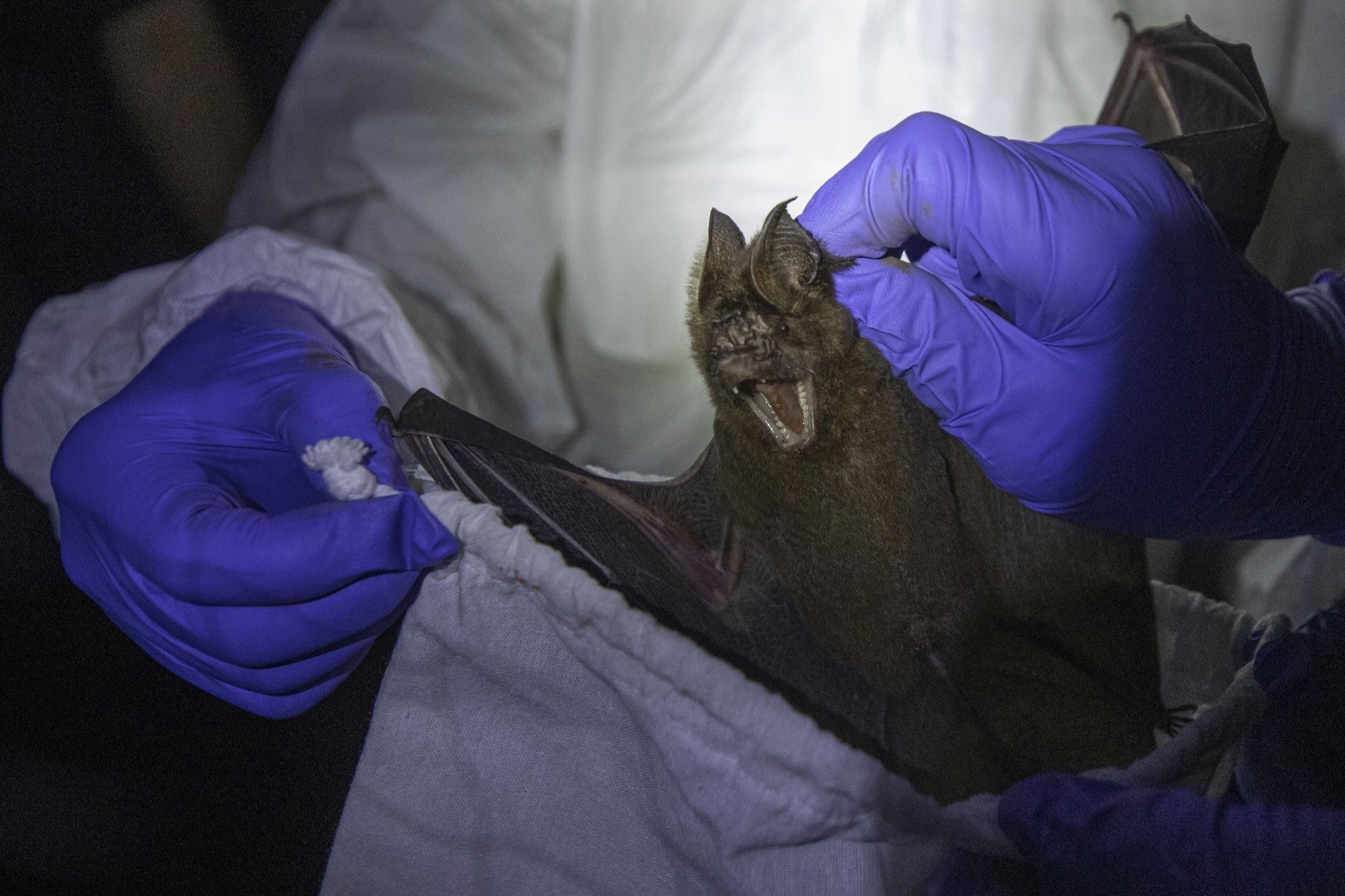 Mot chuyen bat doi tim virus corona cua cac nha khoa hoc Thai Lan hinh anh