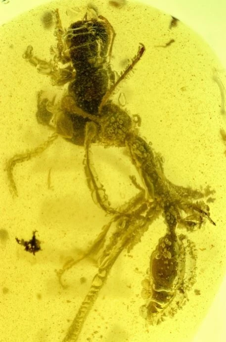 phat hien hoa thach kien co dai anh 1