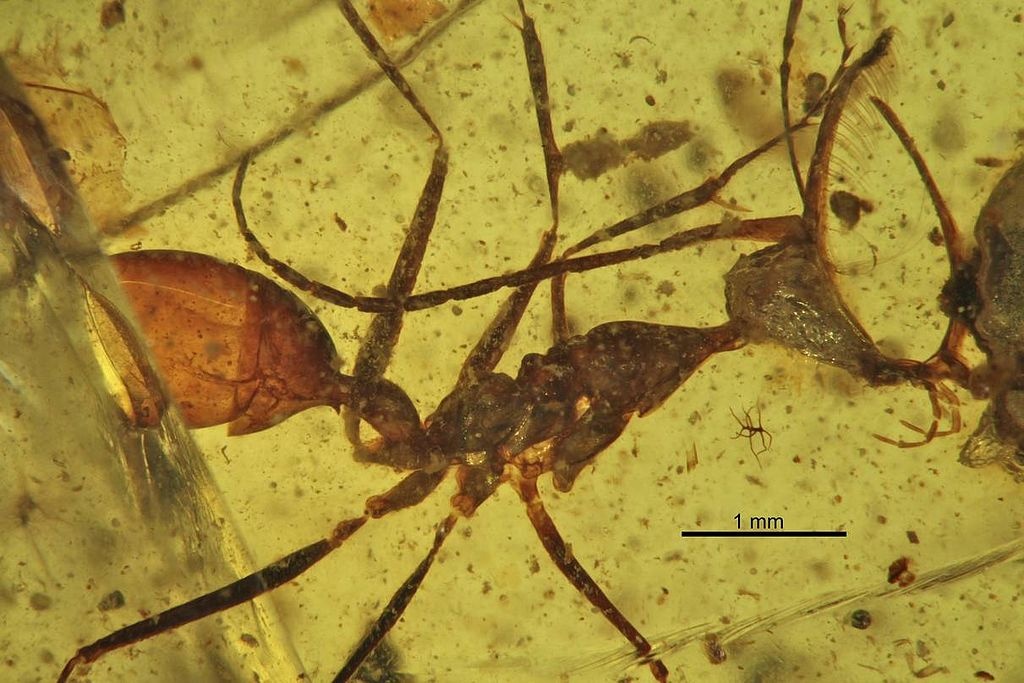 Phat hien ho phach sieu hiem chua kien dia nguc khoa chat con moi hinh anh