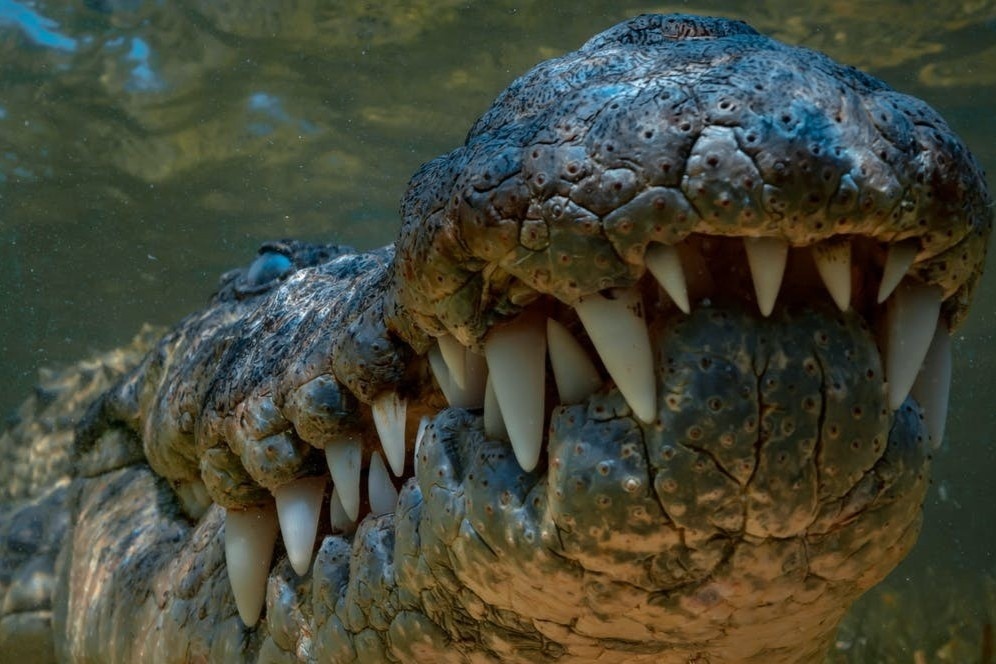 Bat duoc ca sau 350 kg tai Australia hinh anh