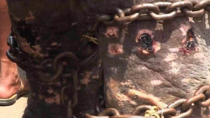 bao ve voi nghi le An Do anh 4