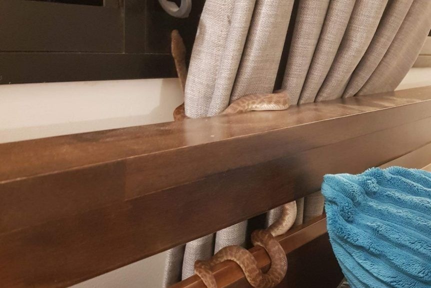 ran can khi dang ngu anh 1