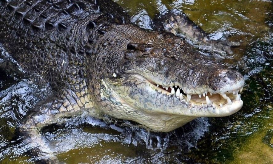 ca sau australia can nguoi lan bien anh 1