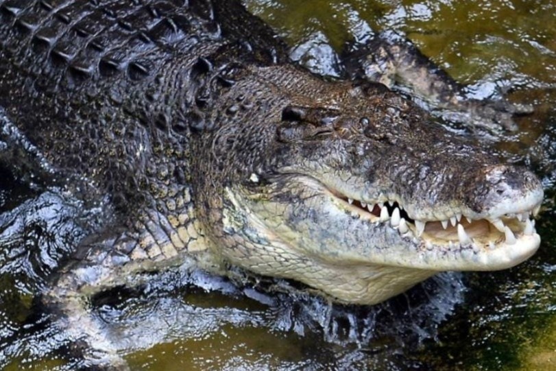 Nguoi dan ong bi ca sau can ngoai khoi Australia hinh anh