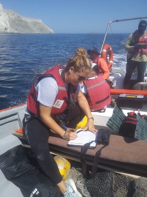 to chim lam tu rac o Chile anh 3