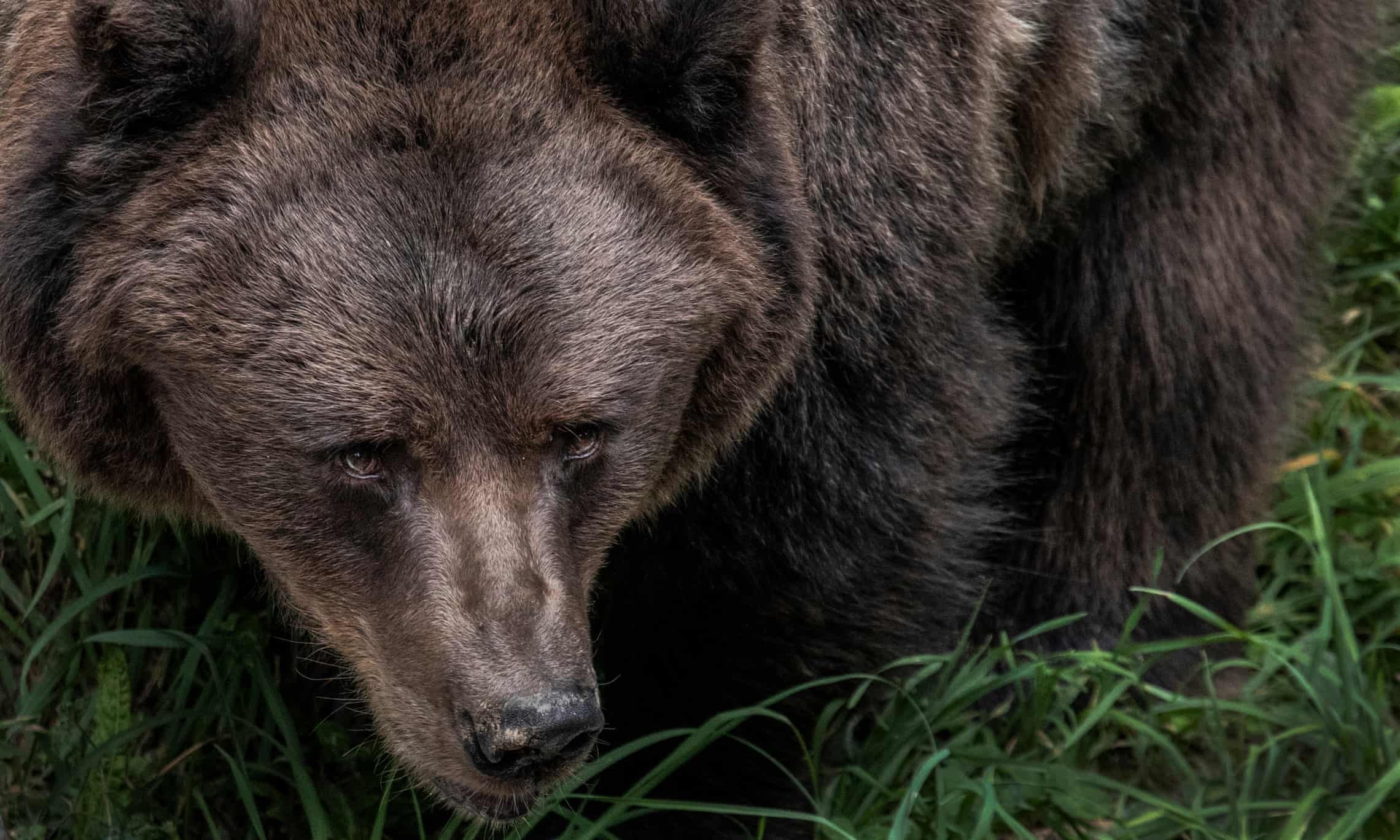 gau vuot nguc lam day song du luan Italy anh 1