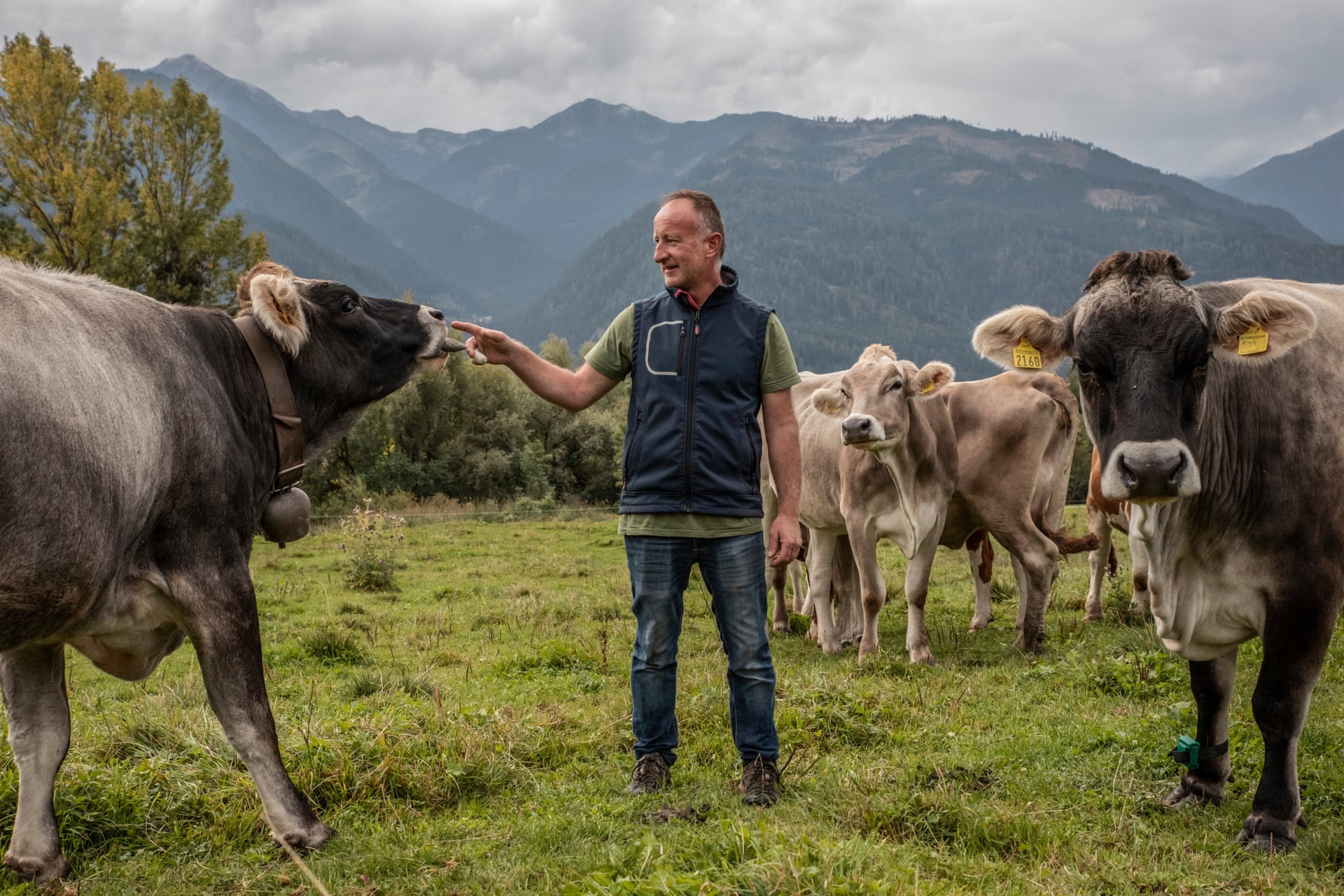 gau vuot nguc lam day song du luan Italy anh 5